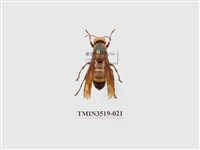 藏品(雙金環虎頭蜂)的圖片